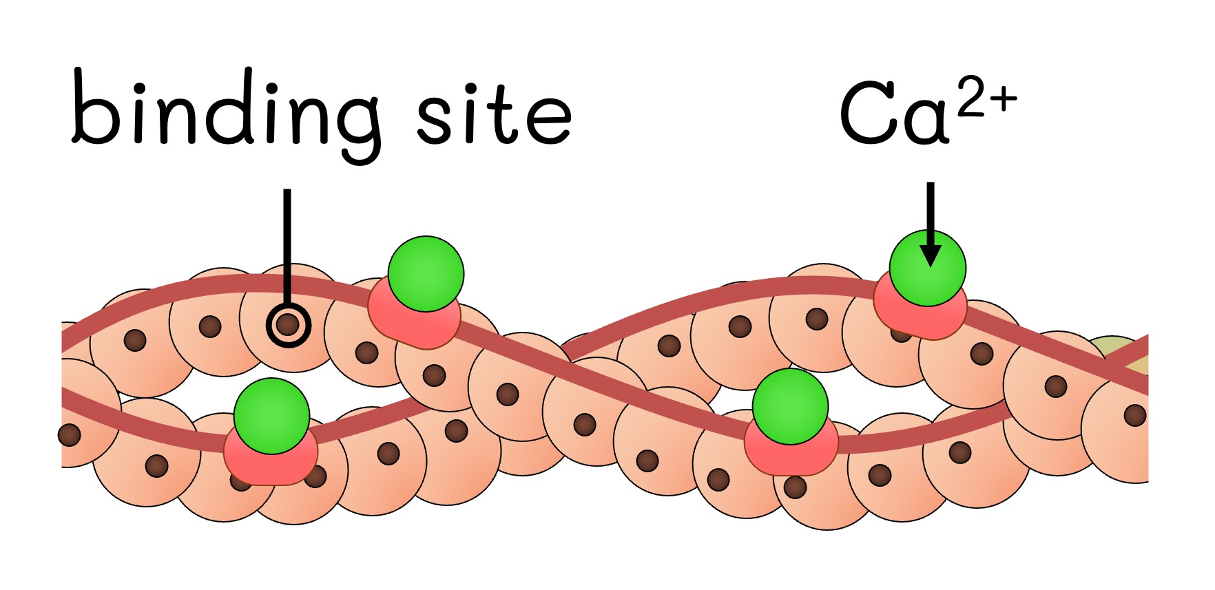 crossbridge2%20mobile