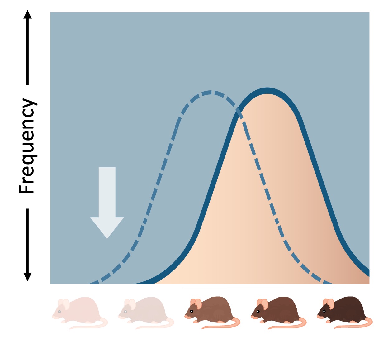 directional%20selection