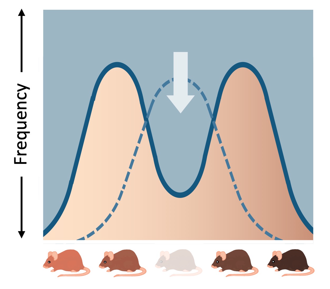 disruptive%20selection