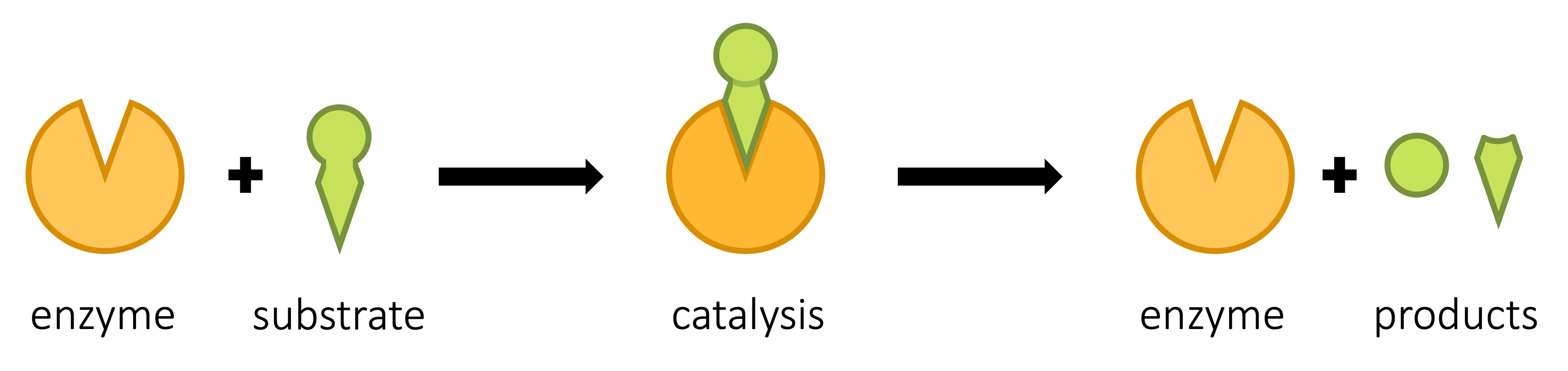 enzyme%20reaction