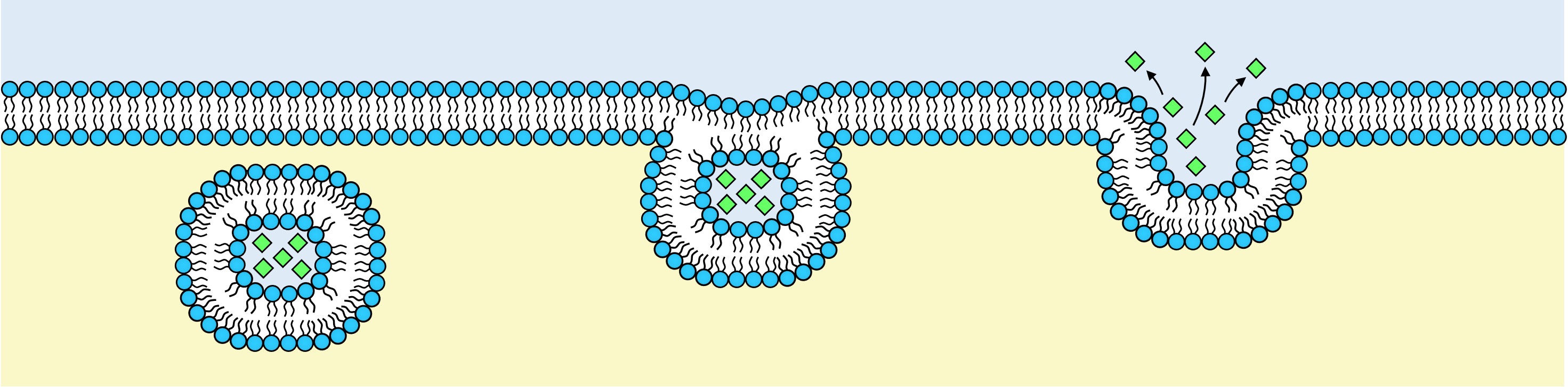 exocytosis