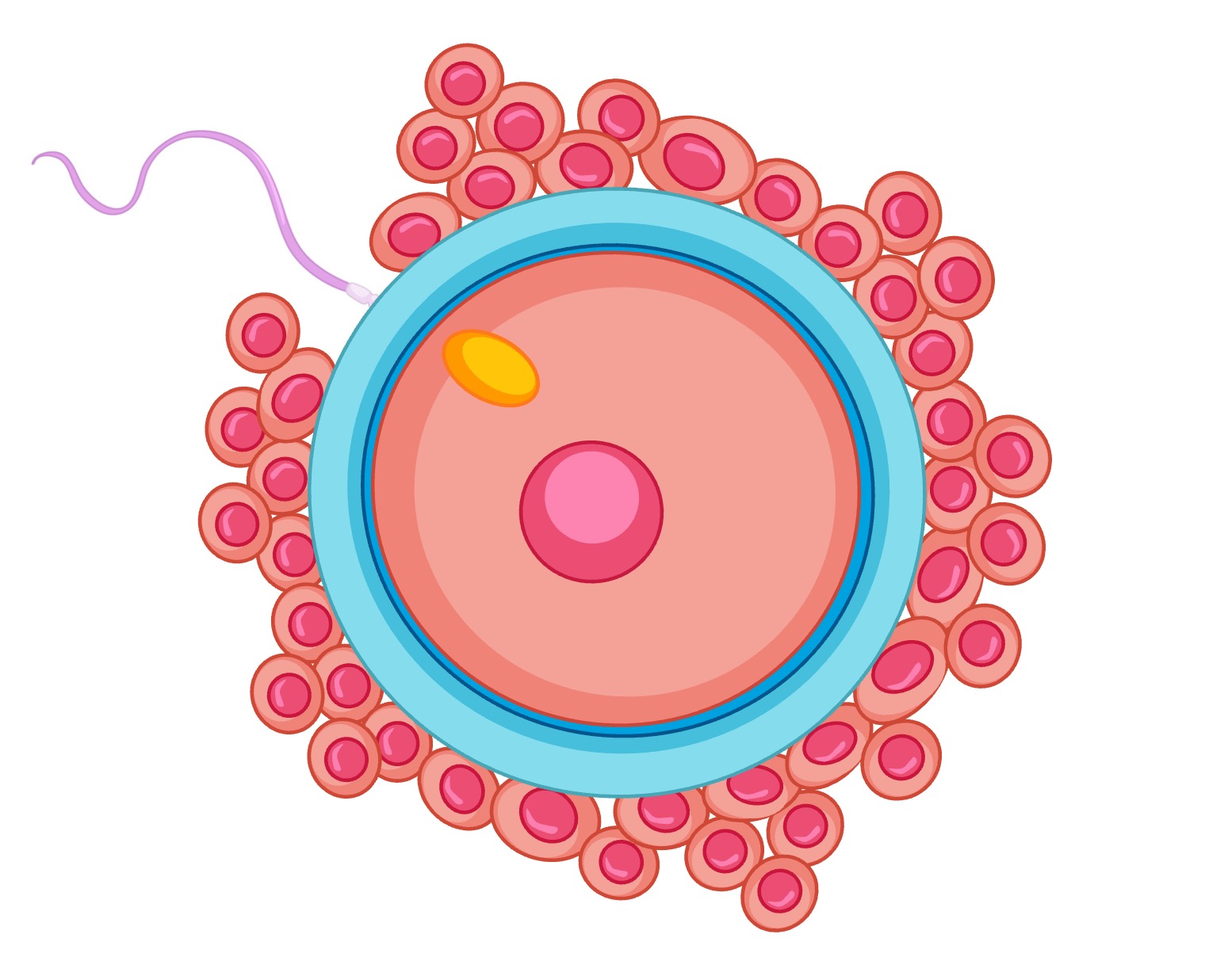 fertilisation%20mobile