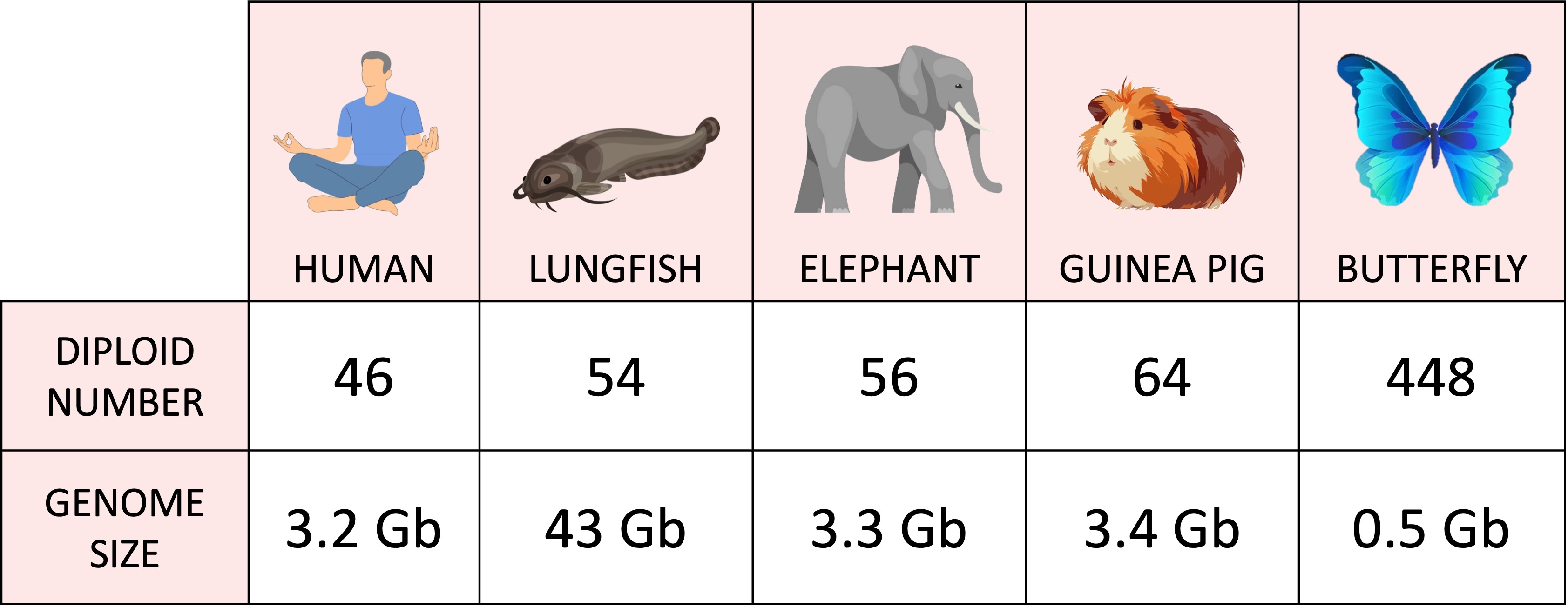 genome%20size%20mobile