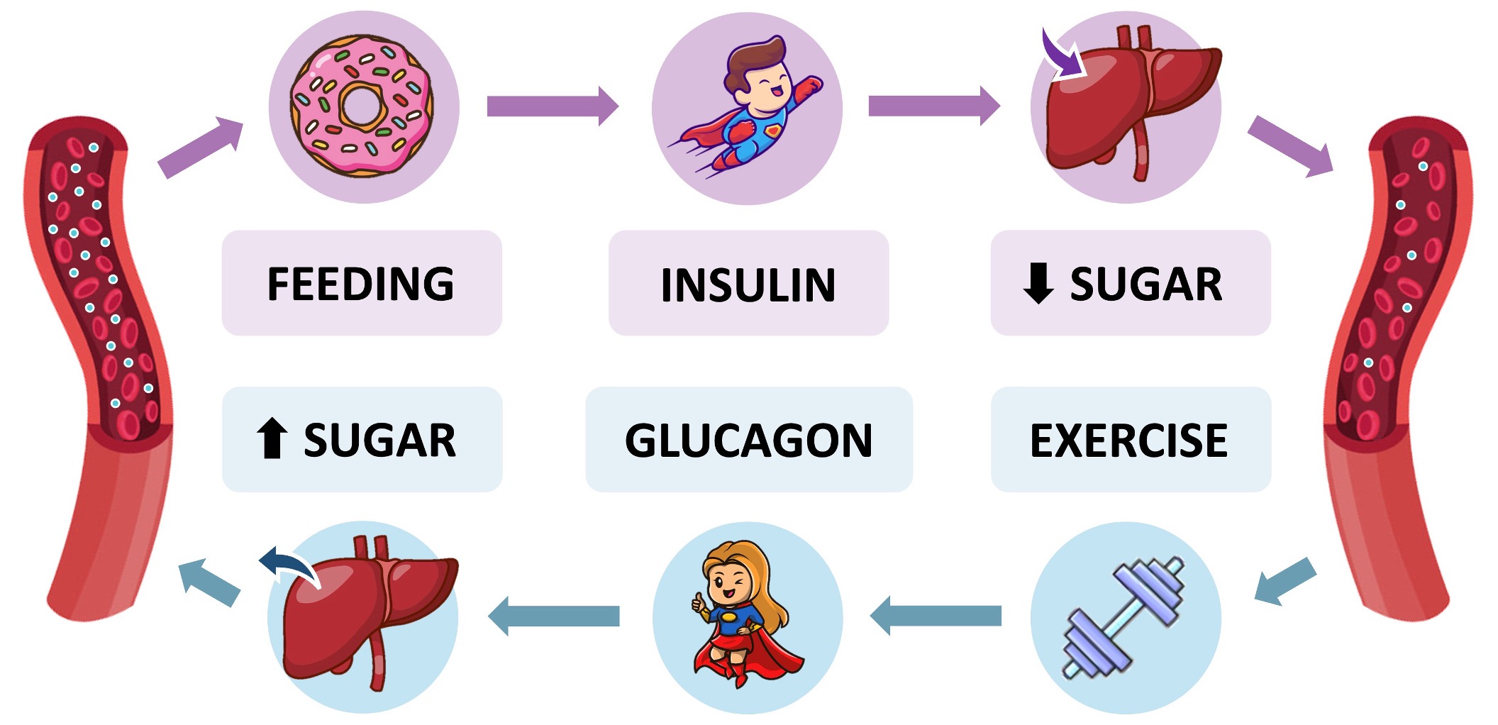 glucose%20regulation%20ipad