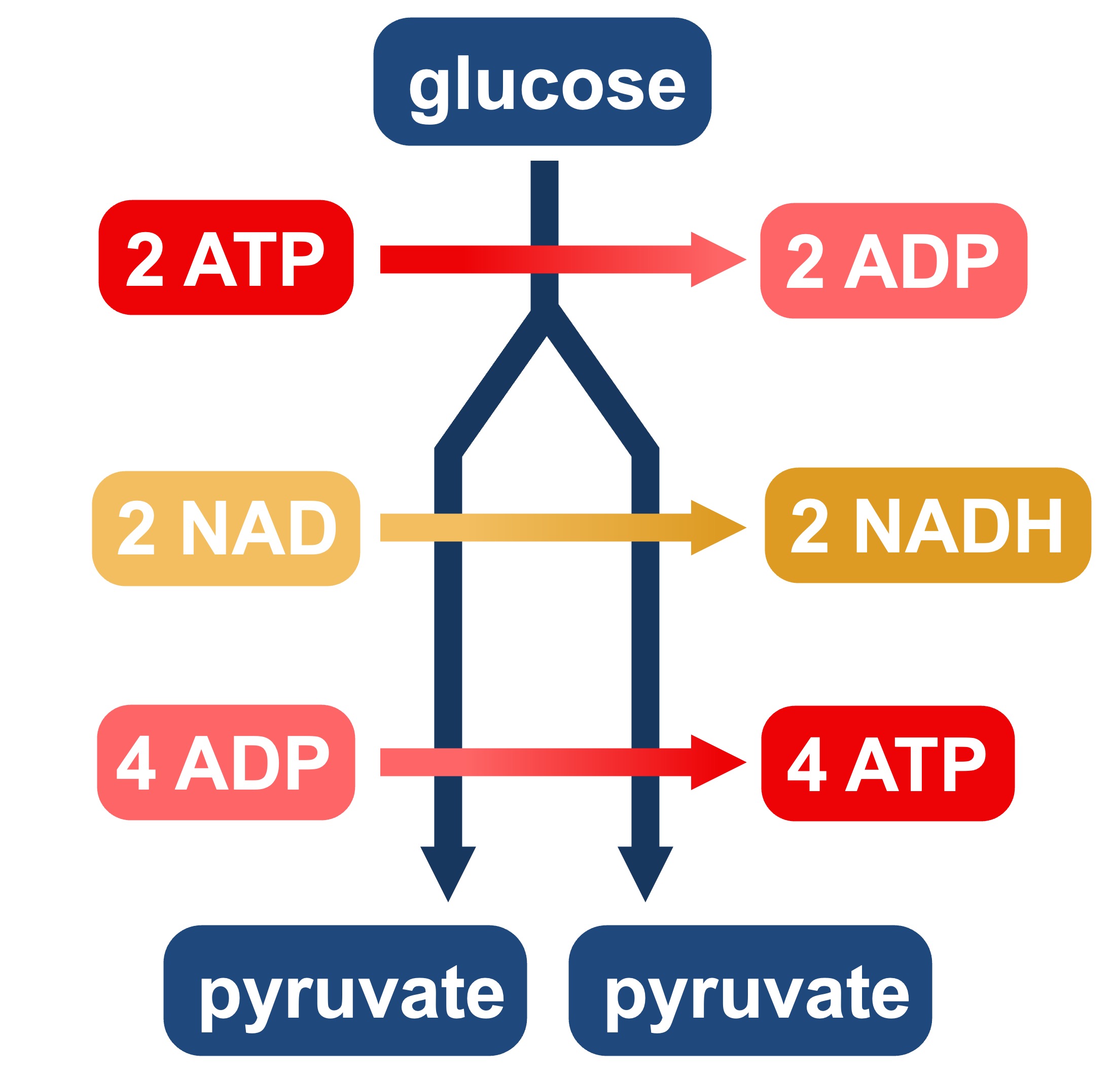 H%20carrier%20mobile