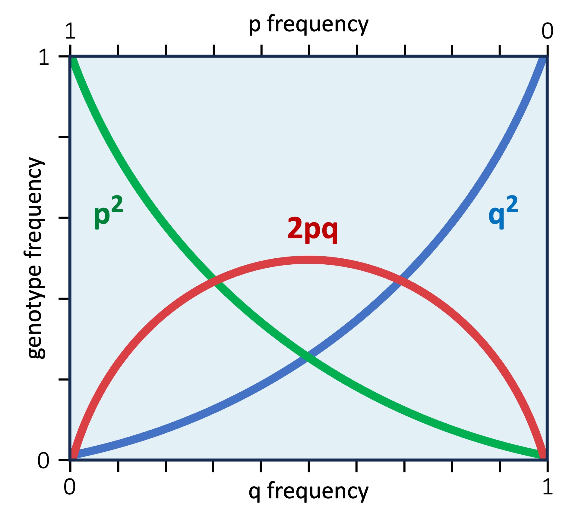 hardy%20weinberg2%20mobile