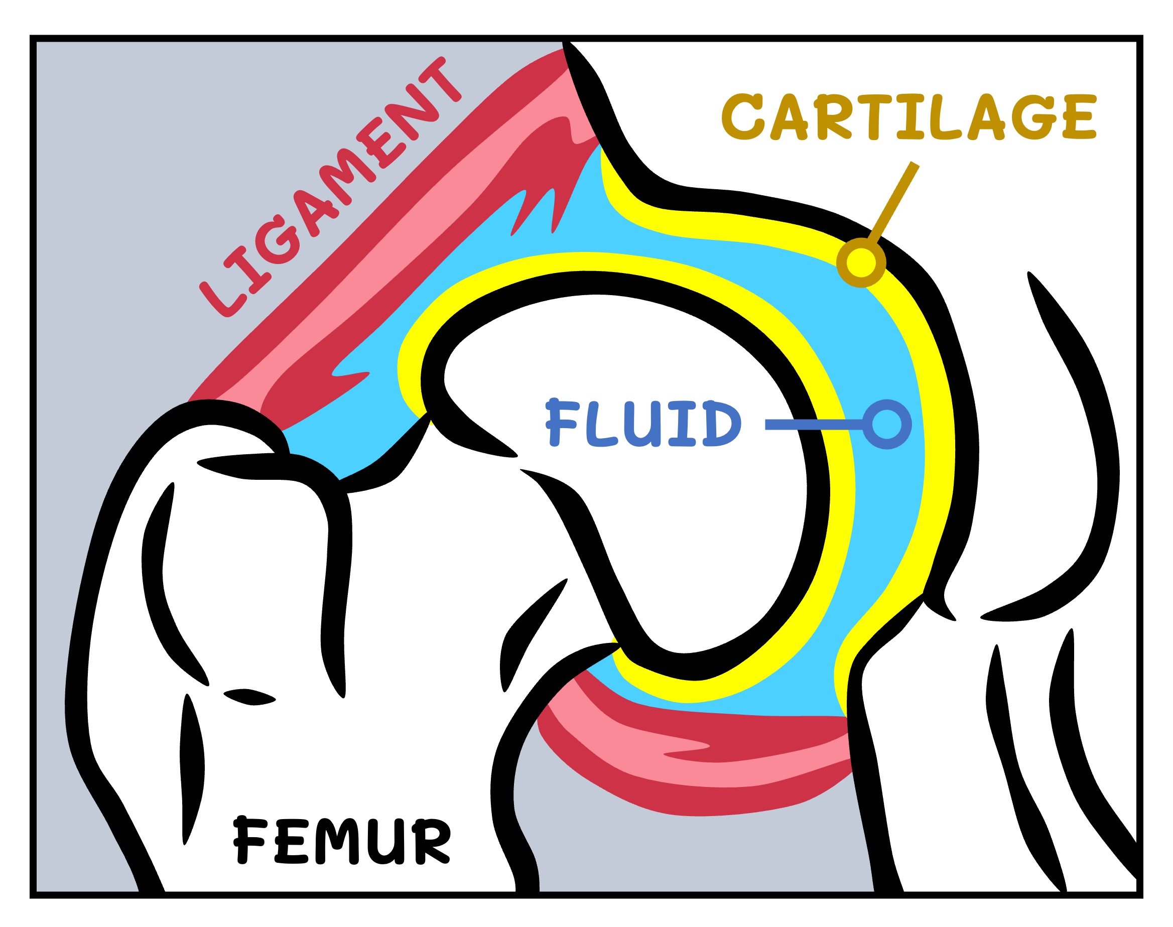 hip%20joint%20mobile