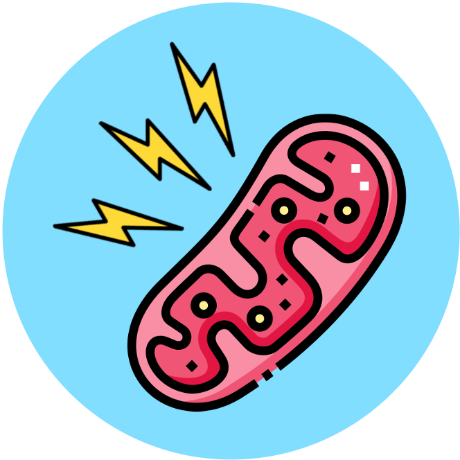 introduction%20to%20cells