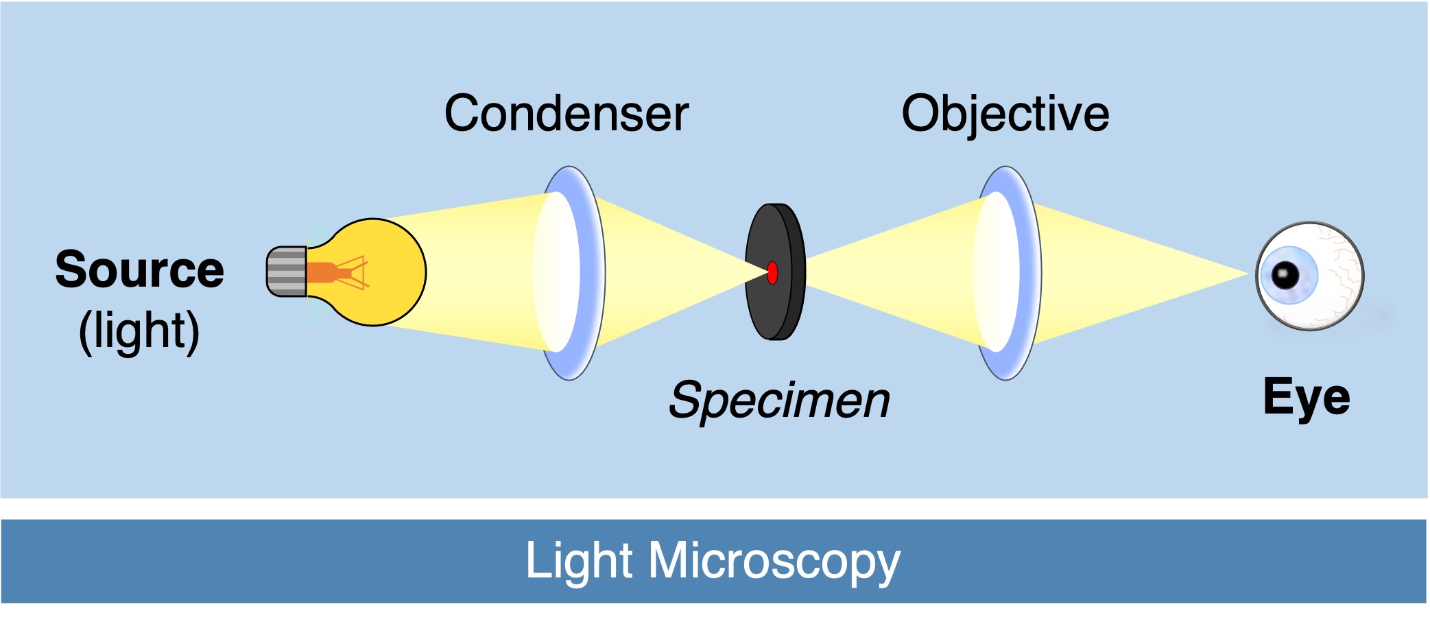 light%20microscopy%20ipad