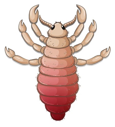 louse