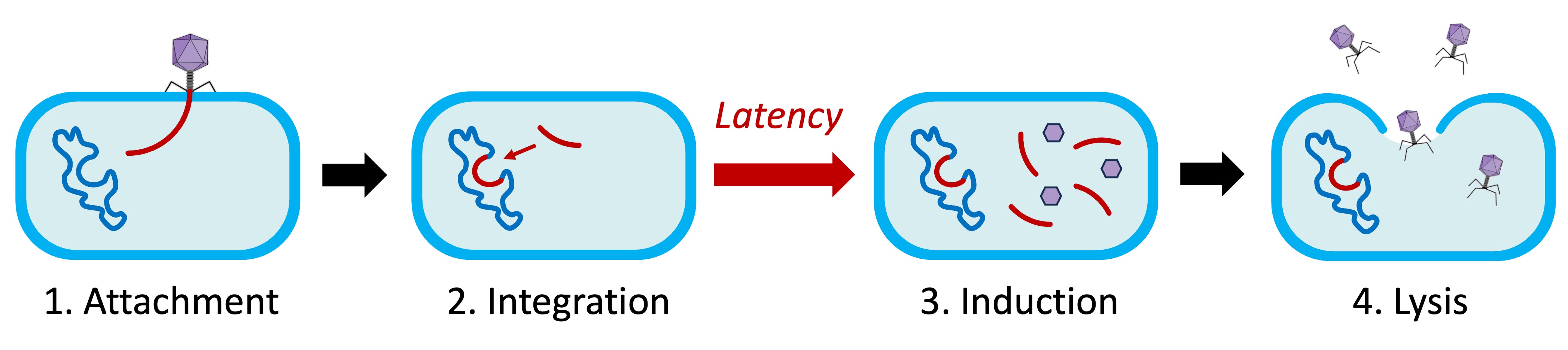 lytic%20cycle%20ipad