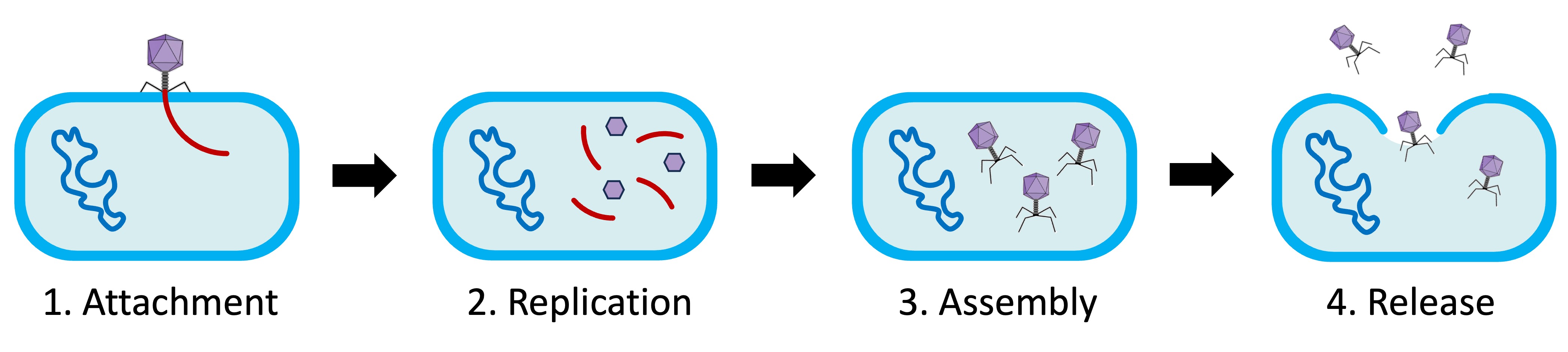 lytic%20cycle%20ipad