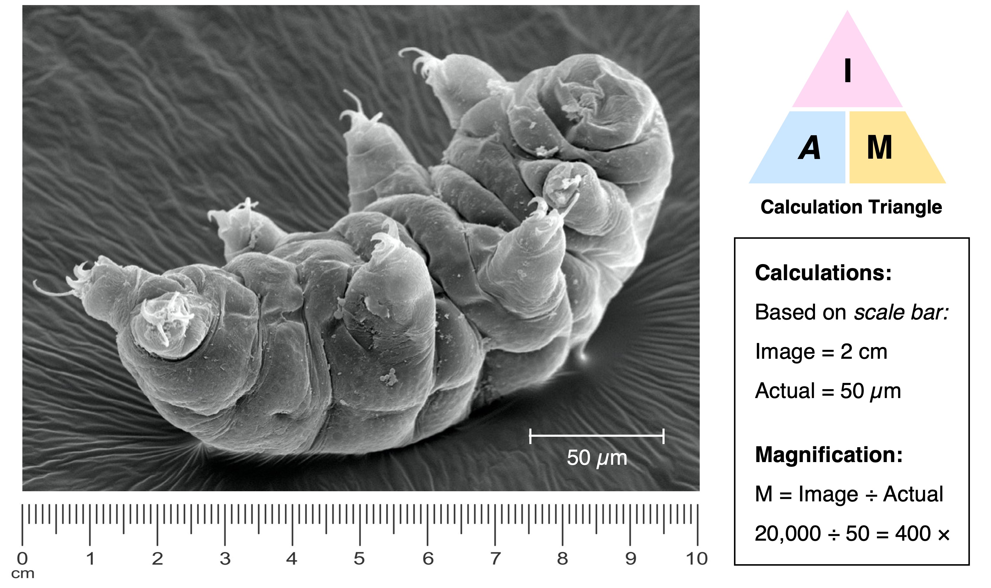 electron%20microscopy