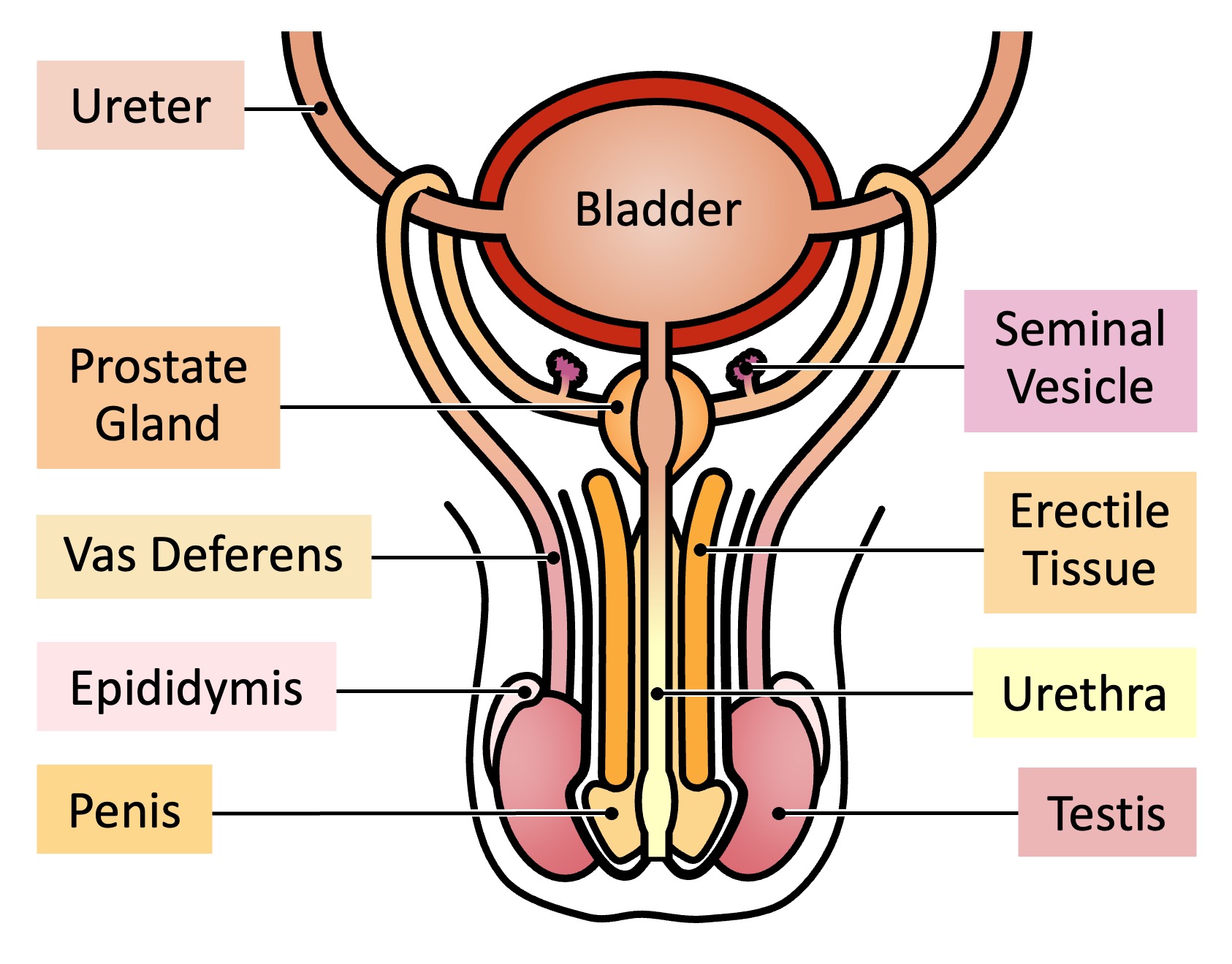 Male System