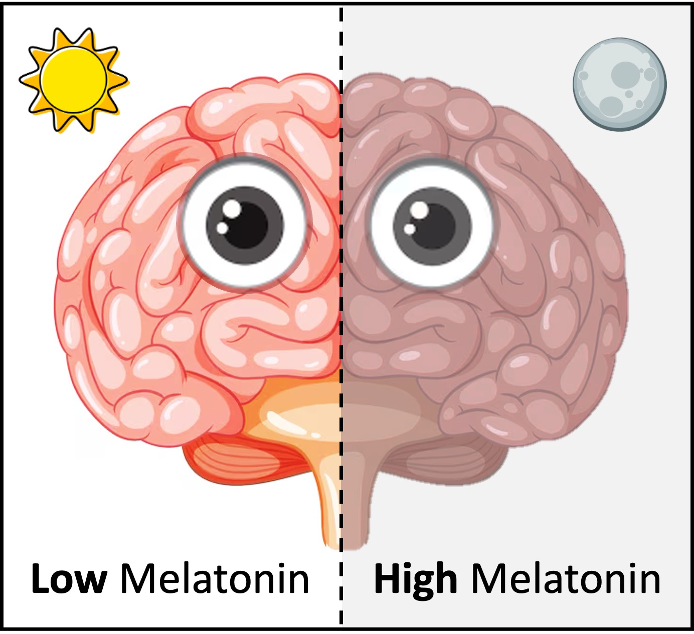 melatonin2