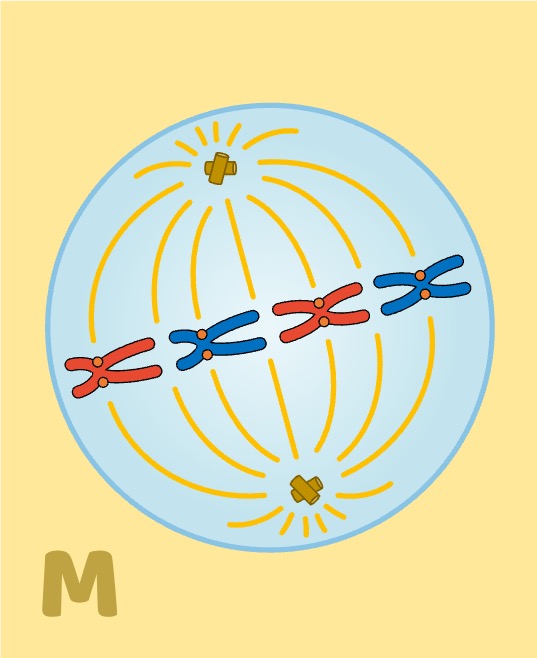 metaphase