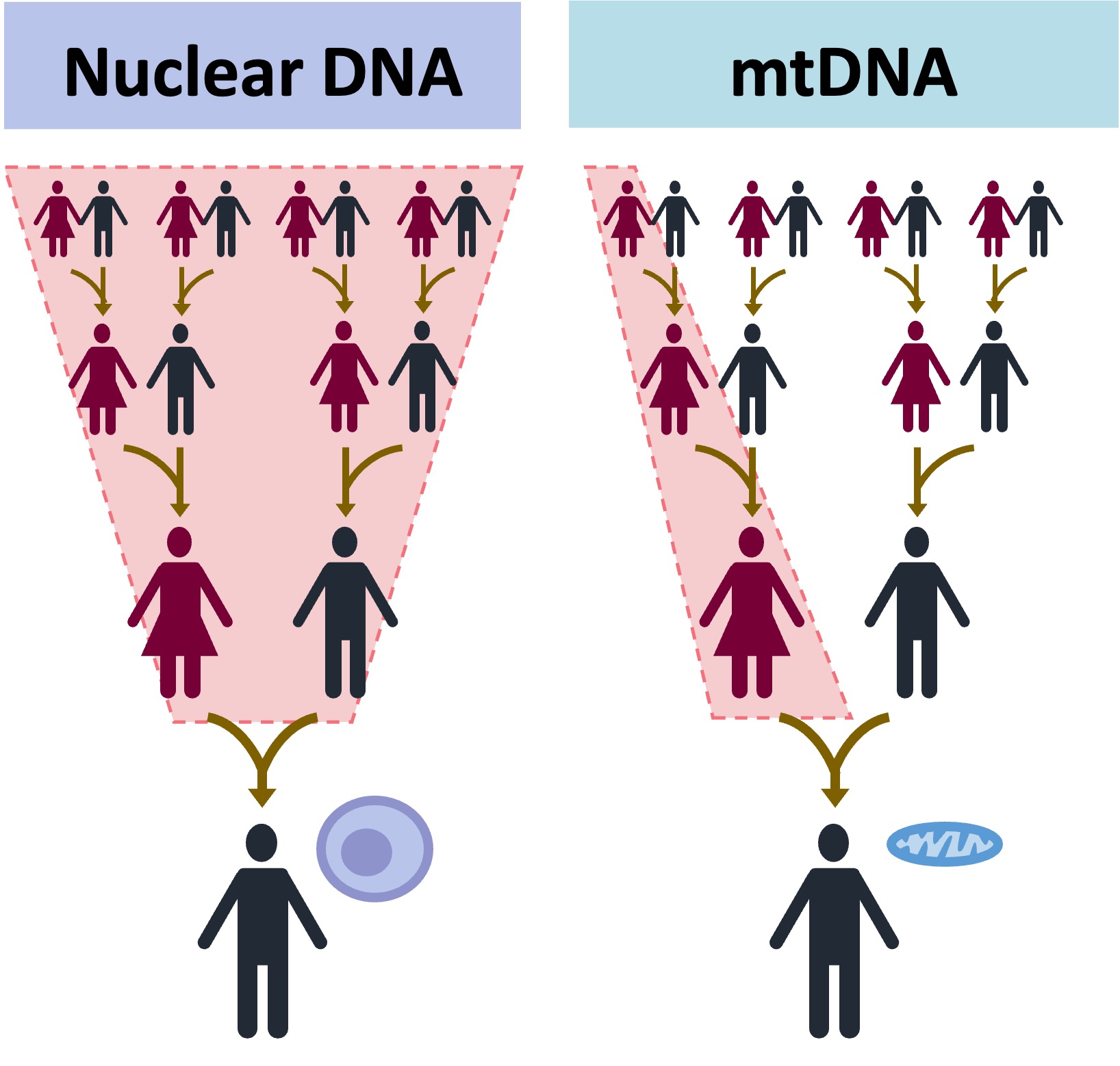 molecular%20clock%20mobile