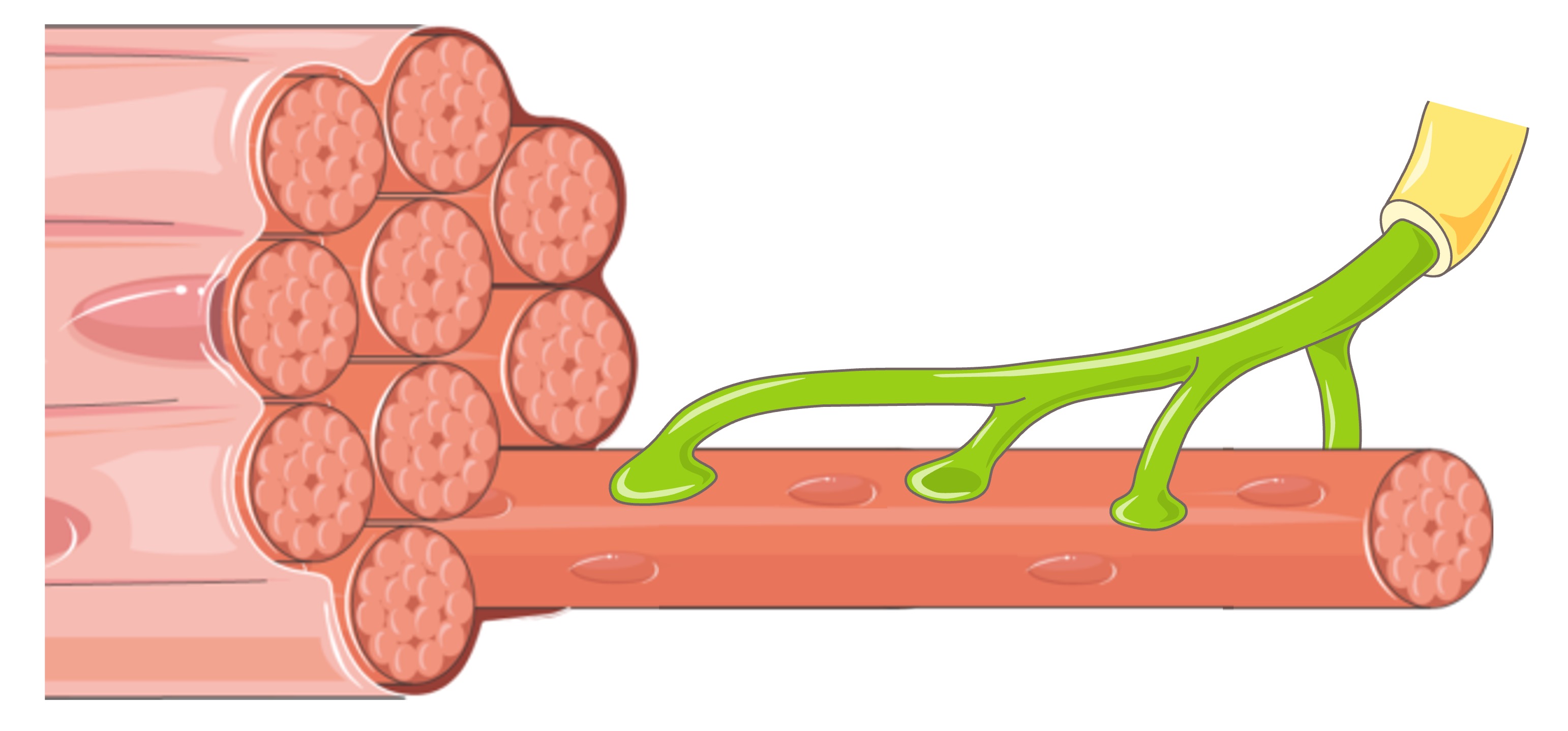 motor%20unit%20mobile