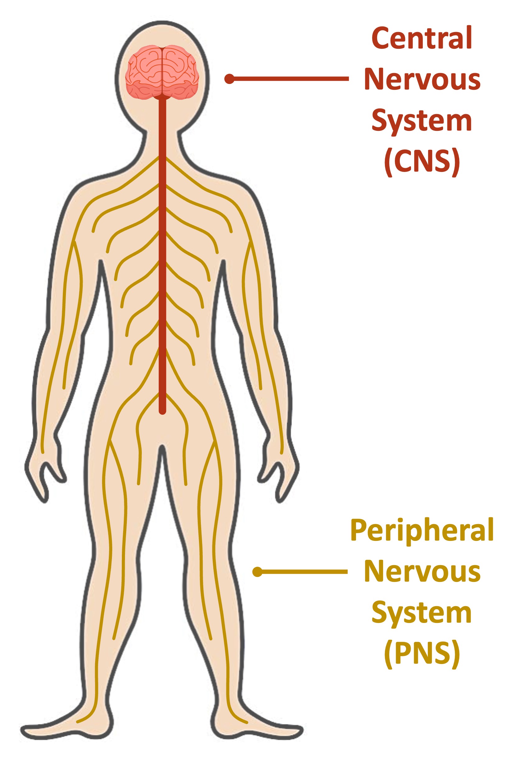 nervous%20system%20%28mobile%29