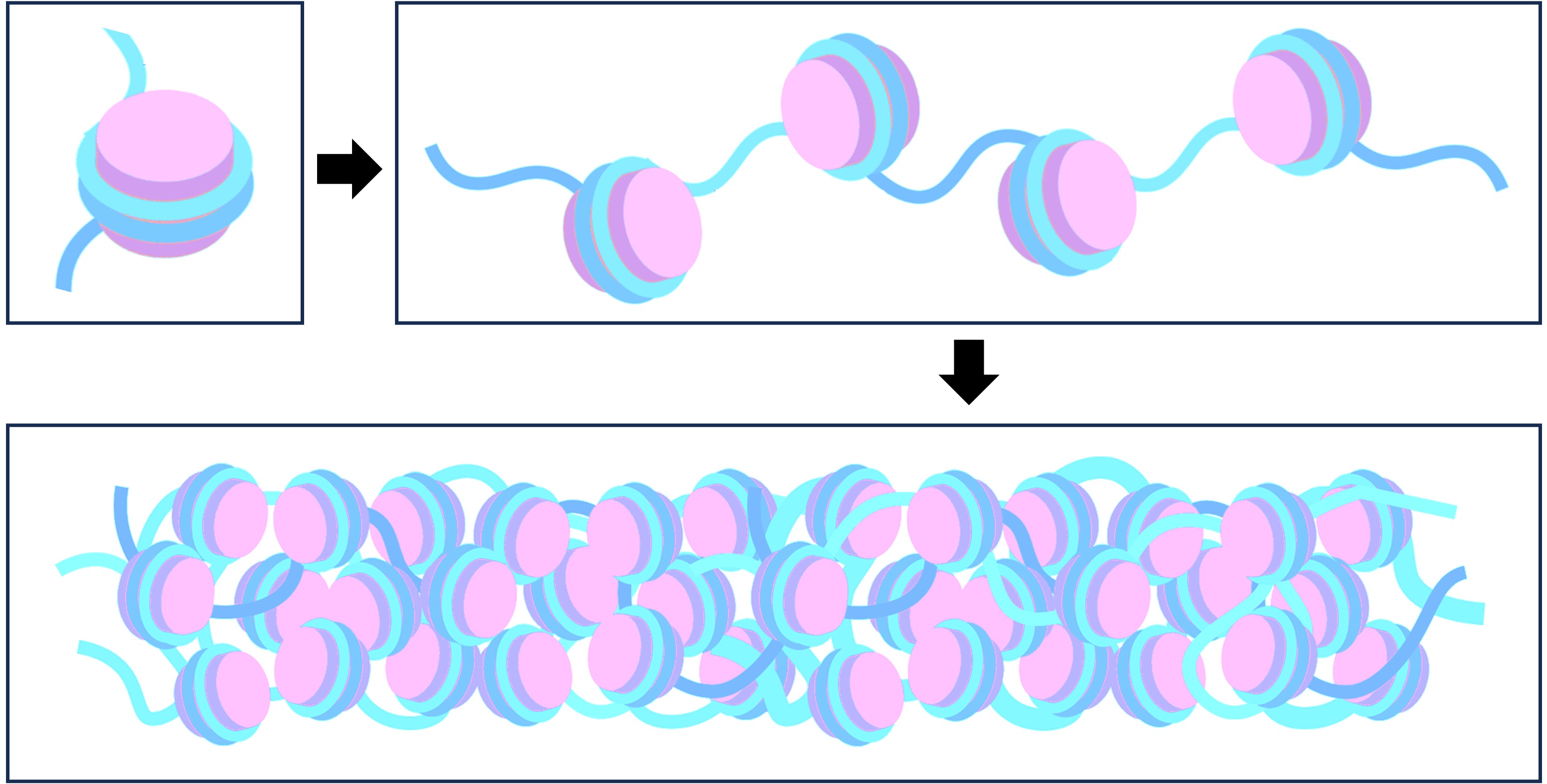 nucleosome%20packaging