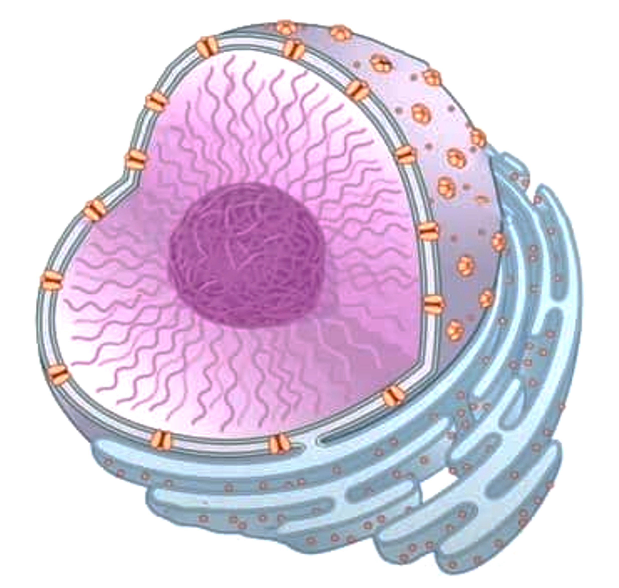 Nucleus