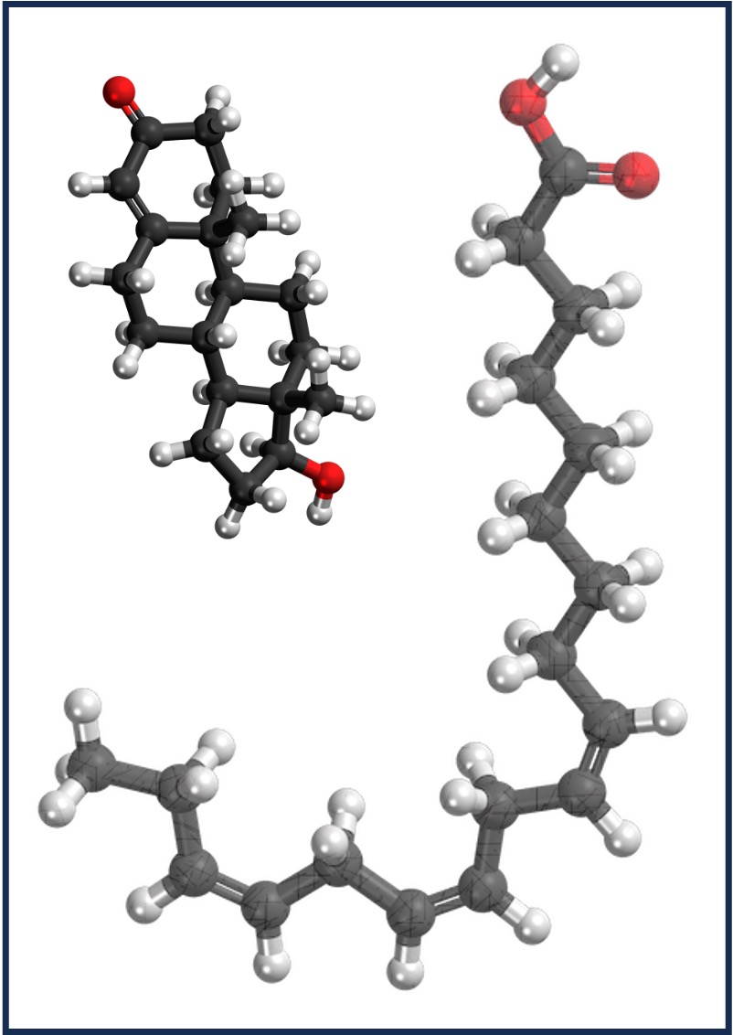 fungal%20hyphae