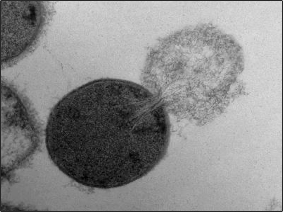 penicillin%201