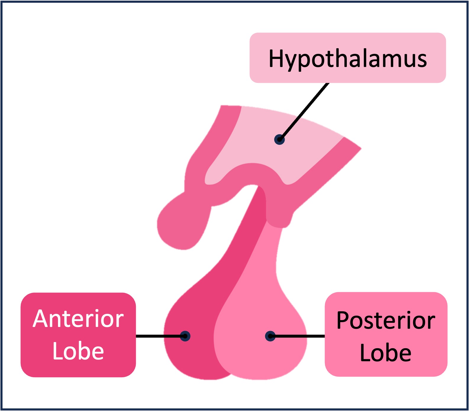 endocrine