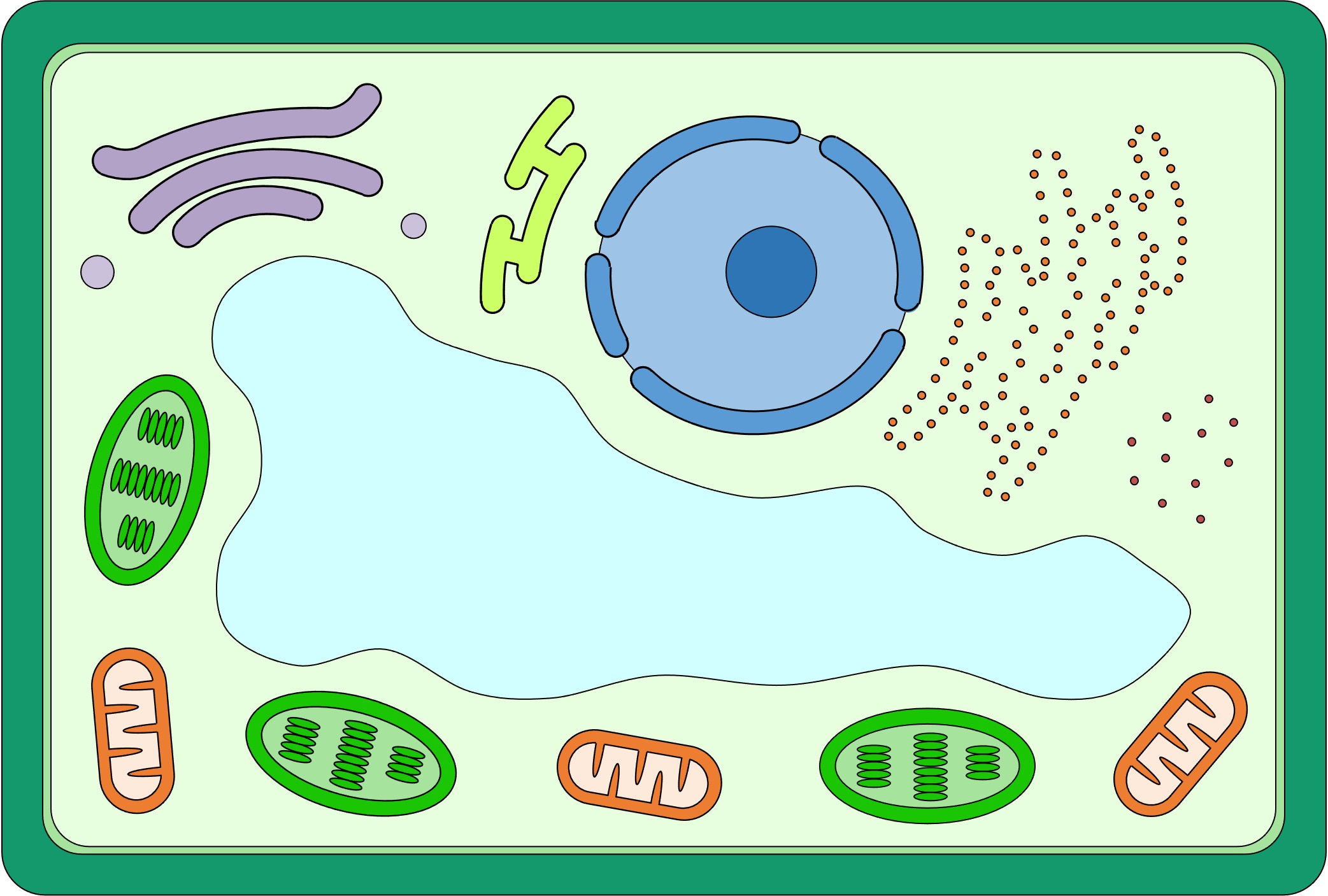 Plant cell, drawing - Stock Image - C021/4510 - Science Photo Library