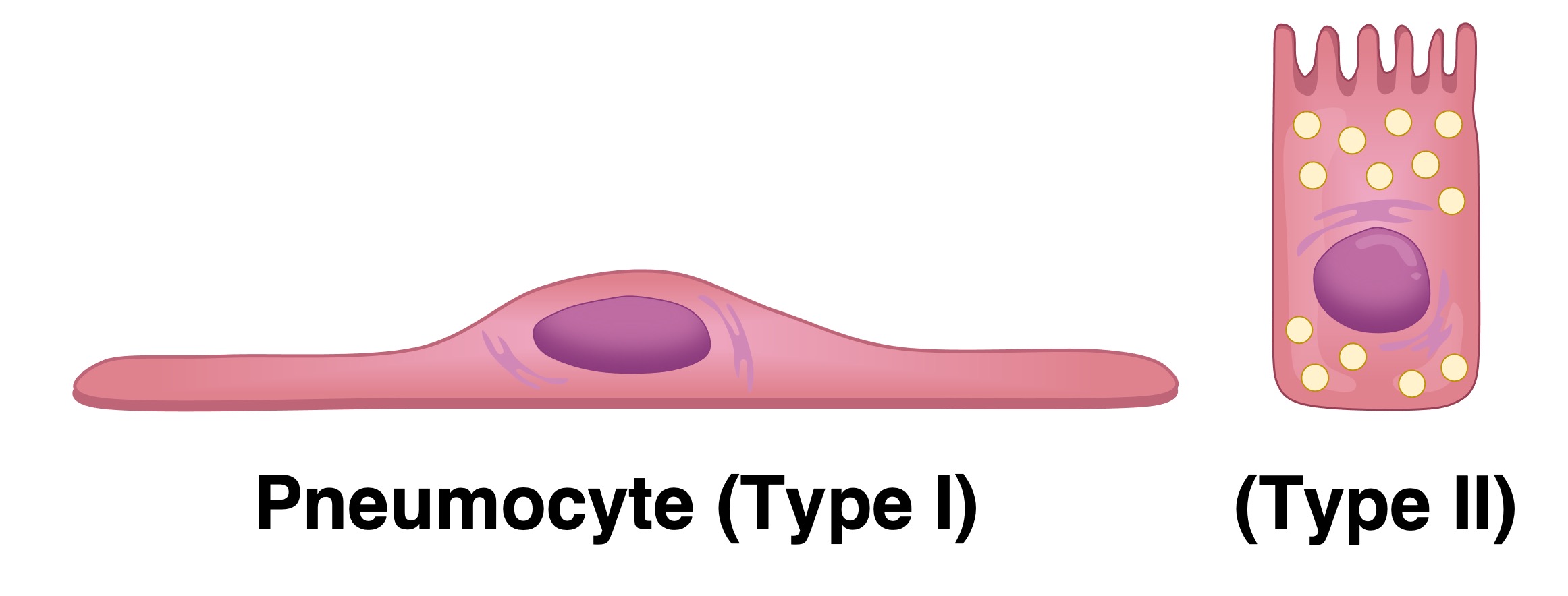 Cell adaptations