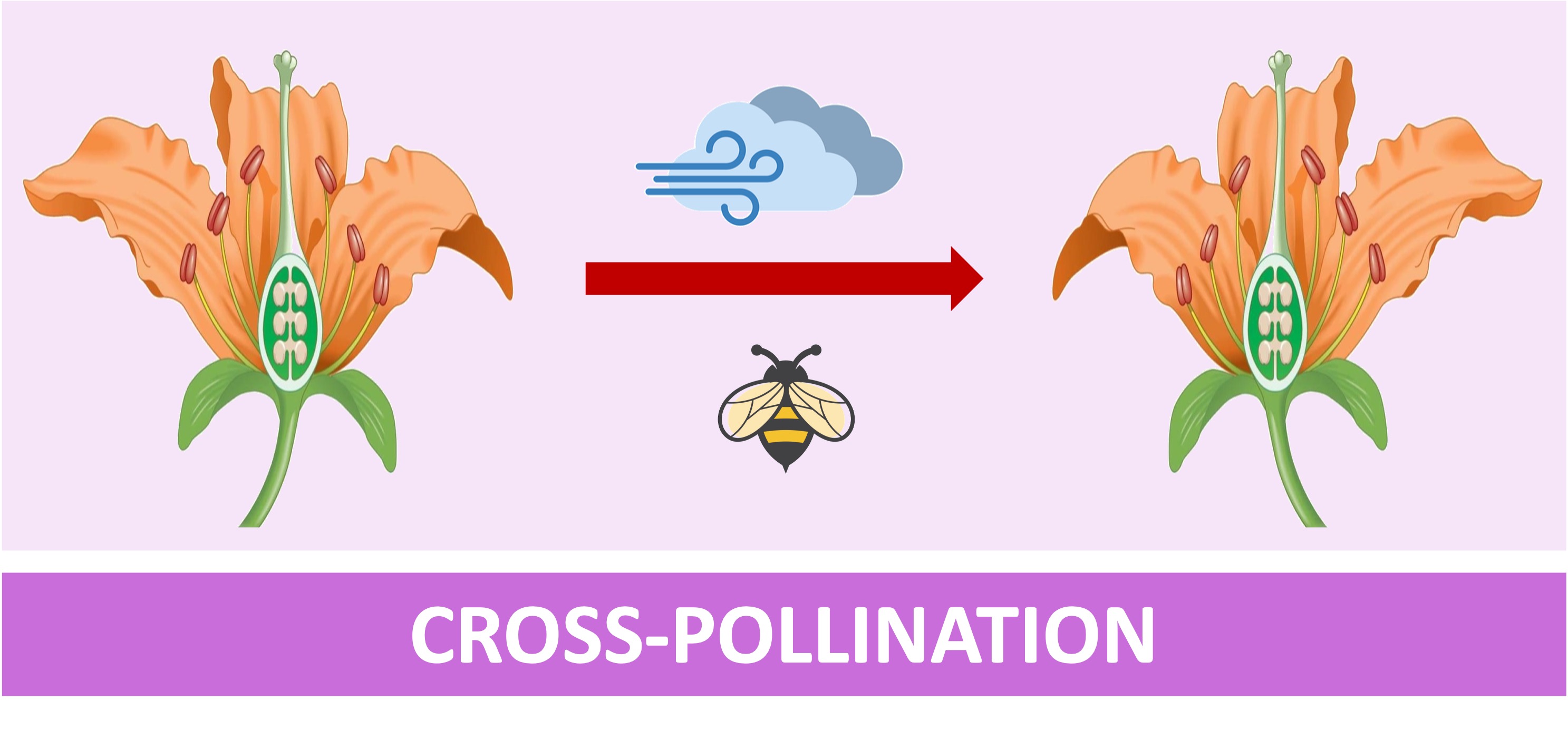 pollination%20mobile