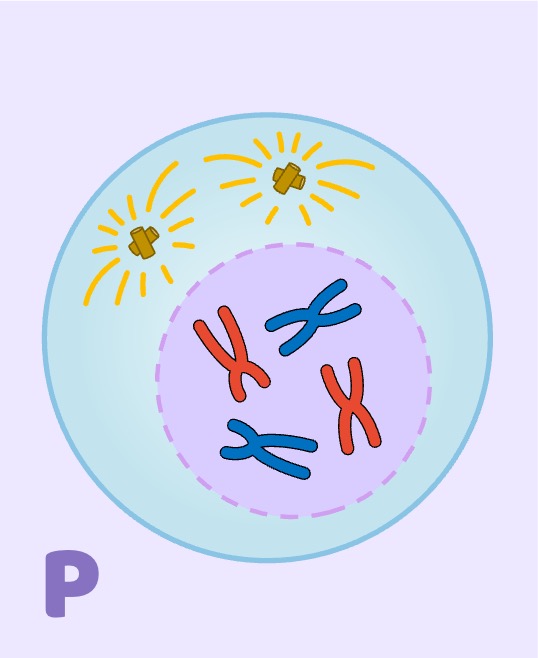 prophase