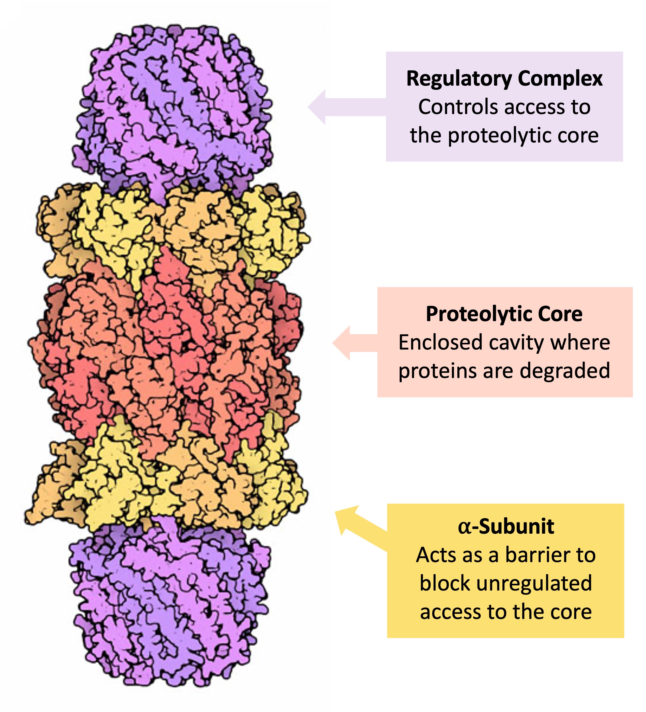 Proteasomes Biology Diagrams