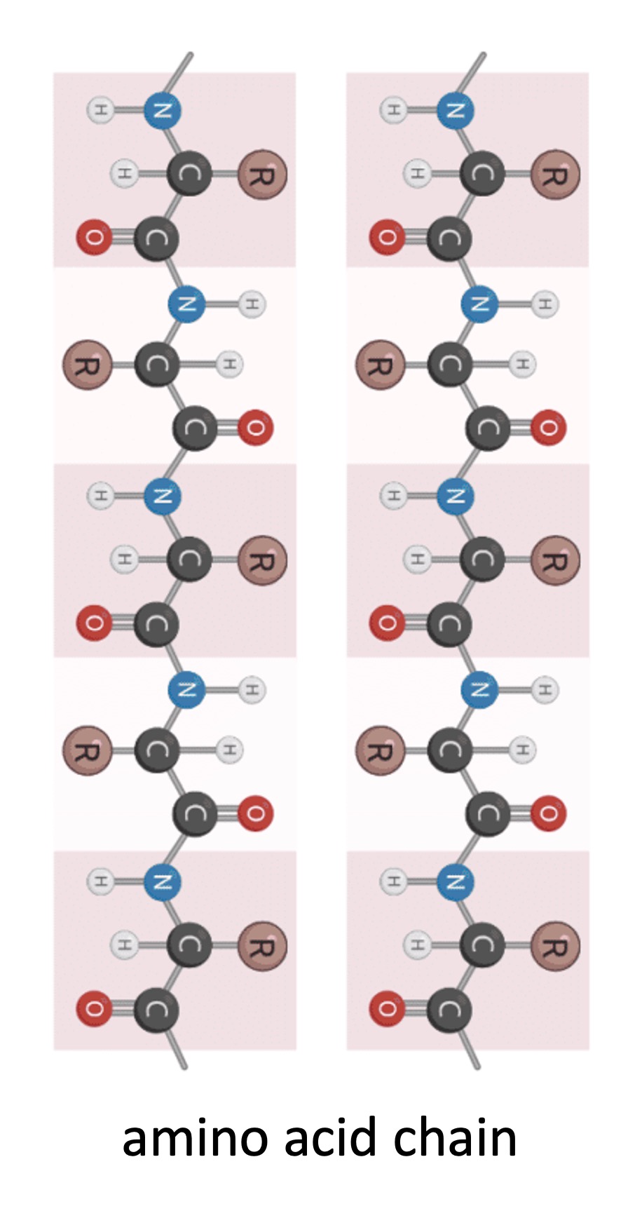 protein%20structure1