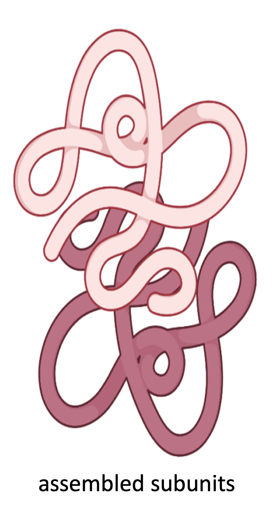 protein%20structure4