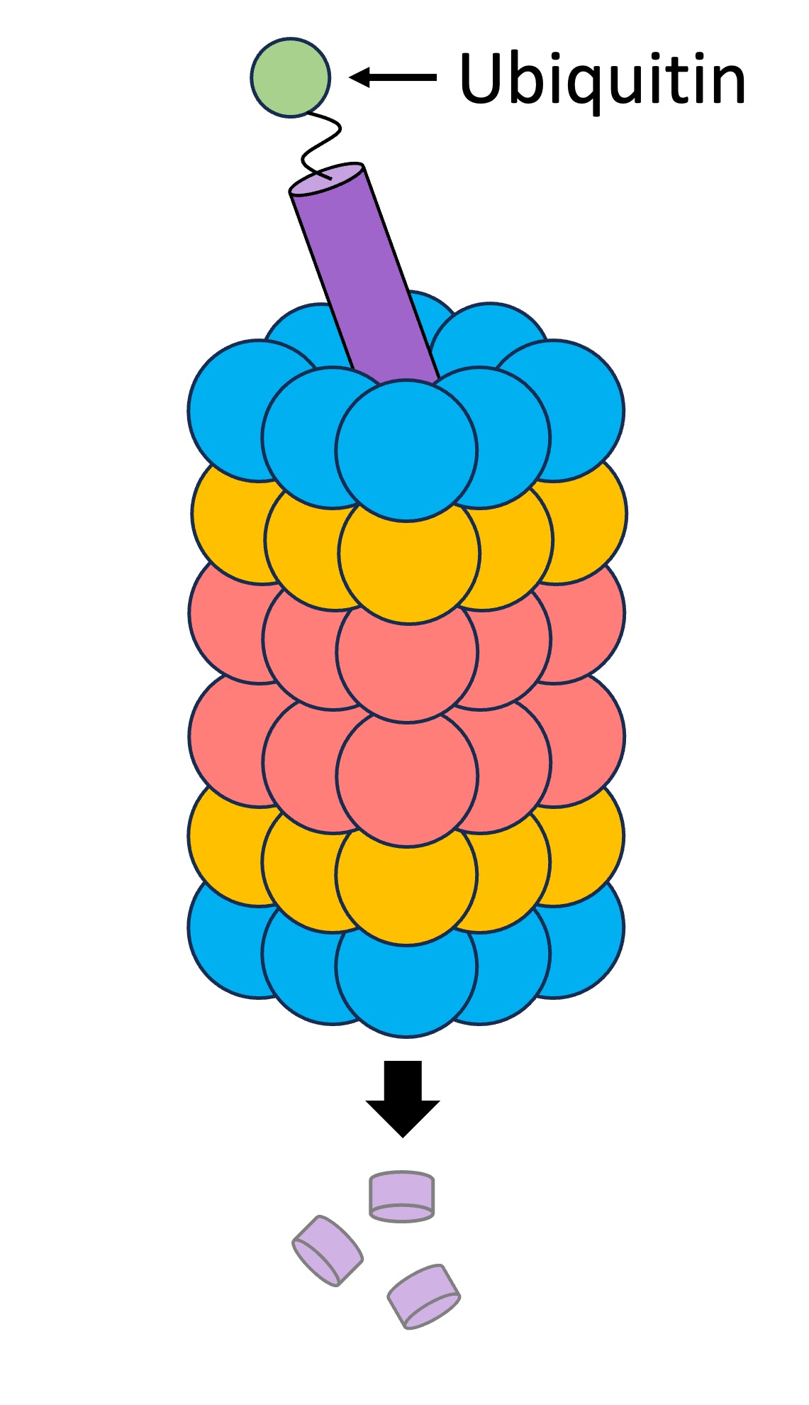 proteolysis%20mobile