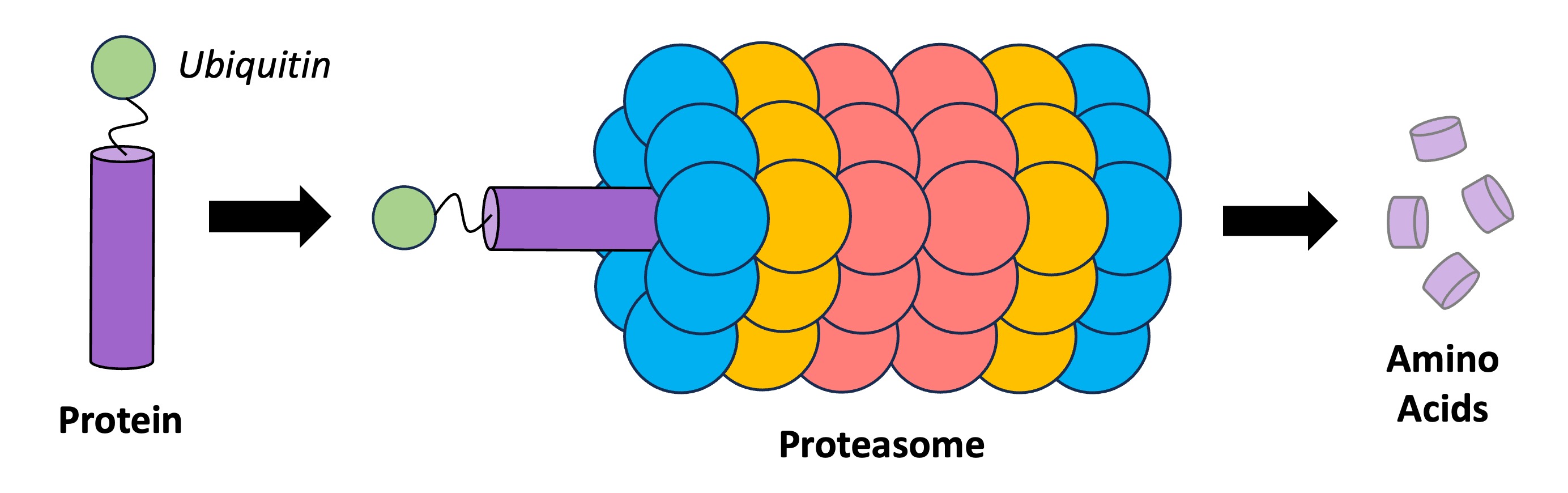 RNA Degradation Biology Diagrams