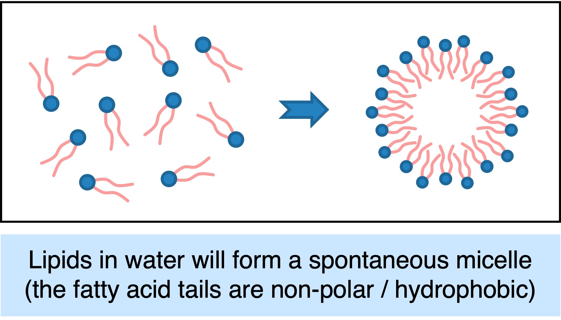 protocell1