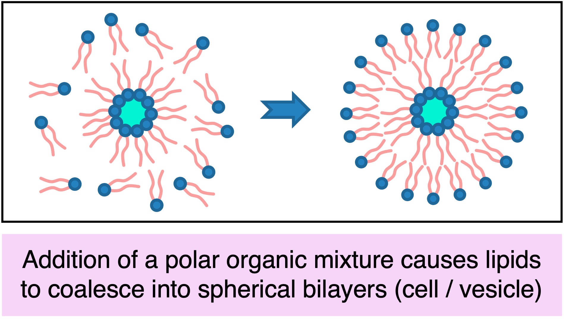 protocell2