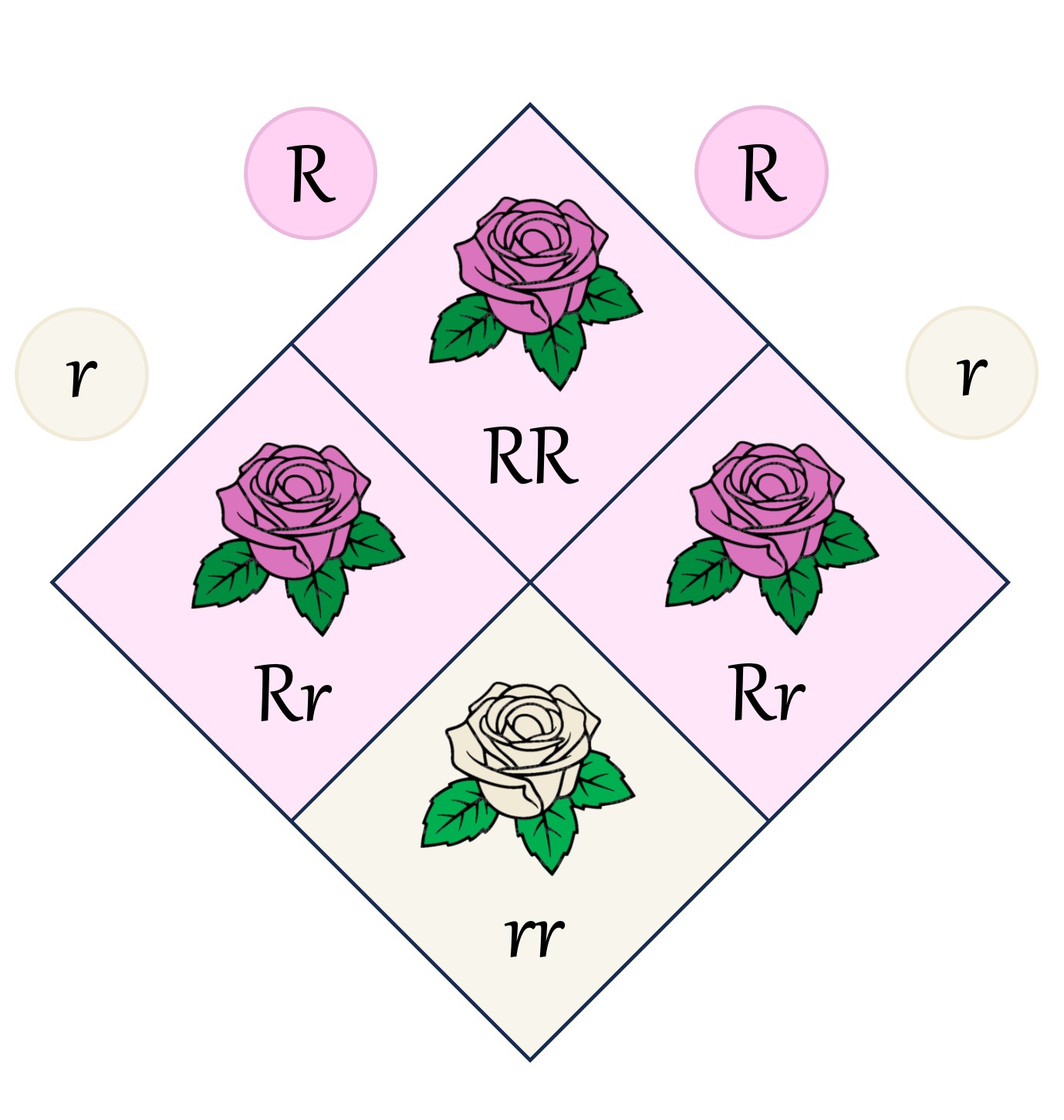 punnett%20square%20mobile