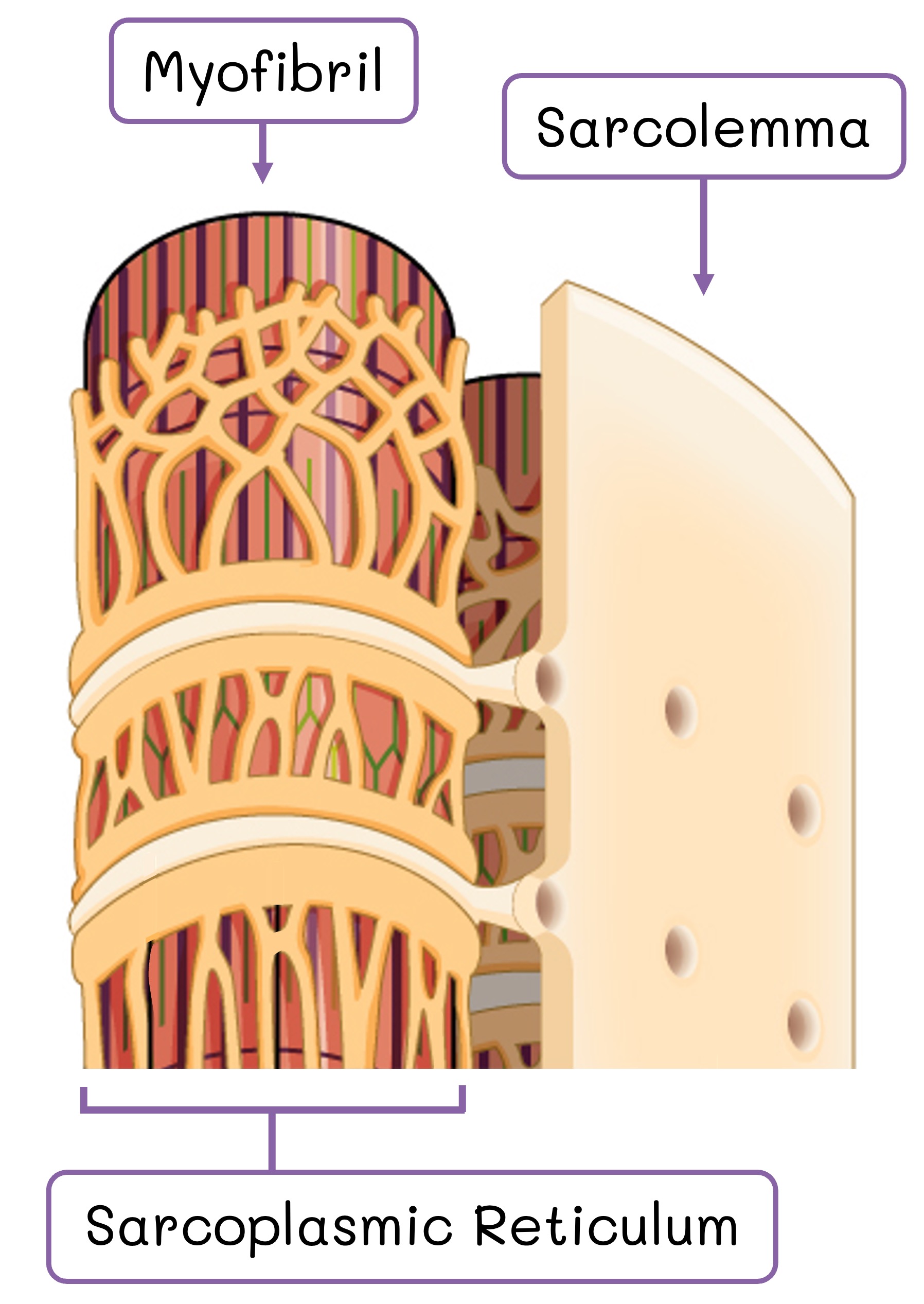 sarcoplasmic%20reticulum%20mobile