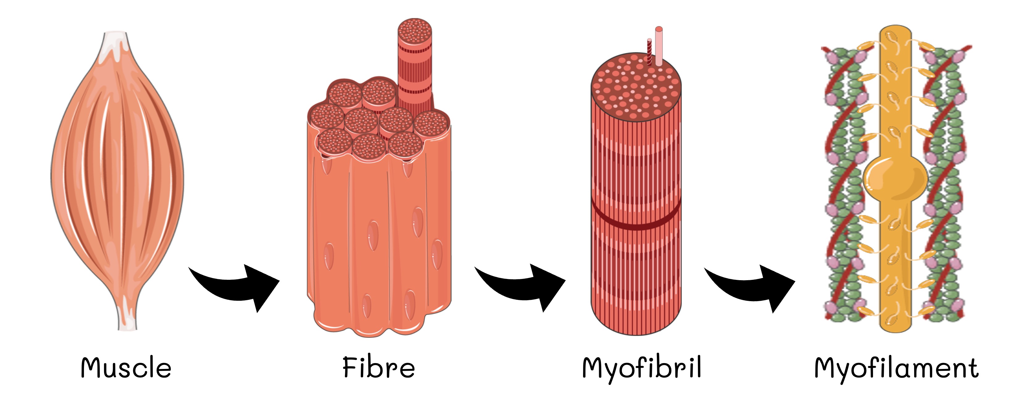 skeletal%20muscle1