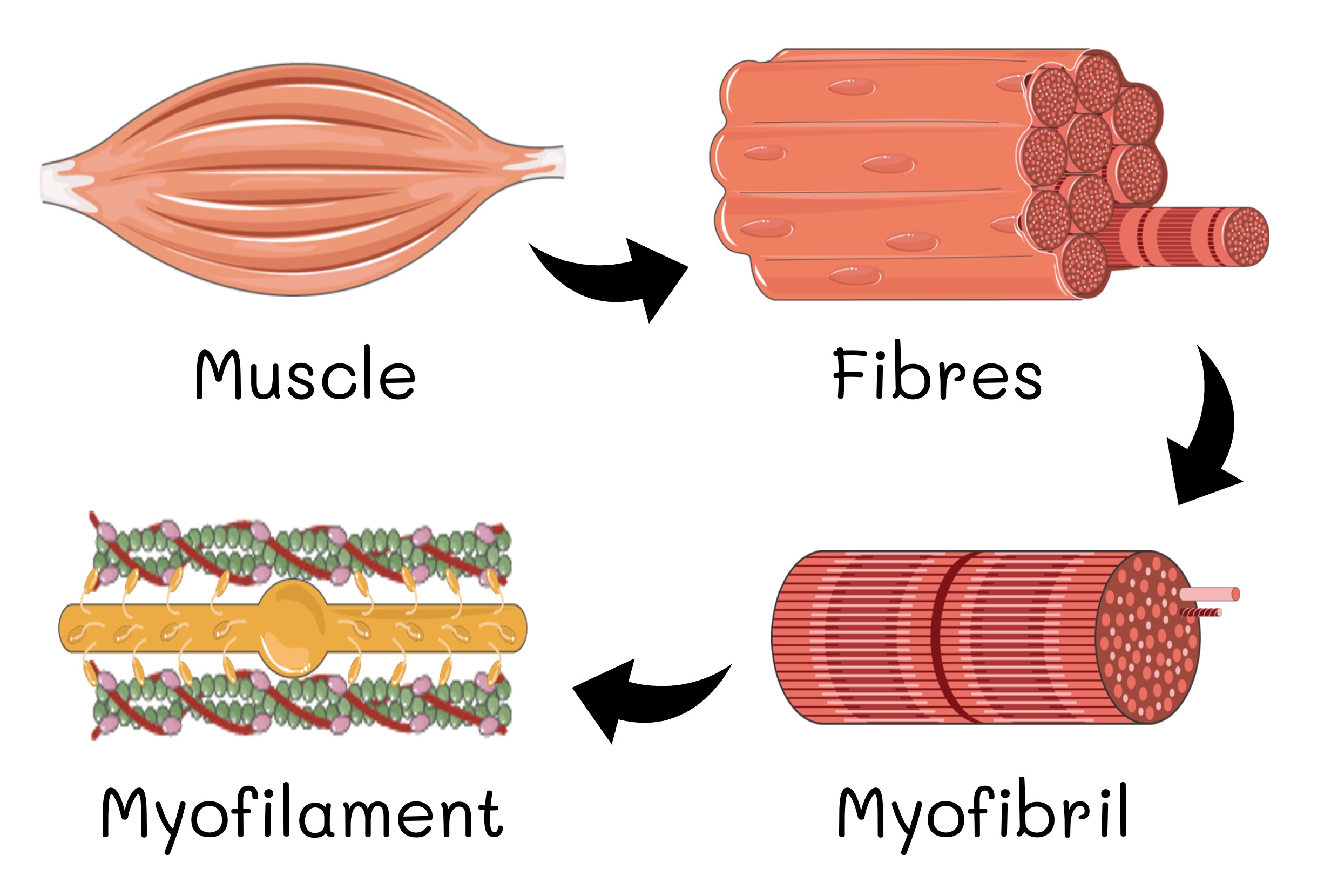 skeletal%20muscle2