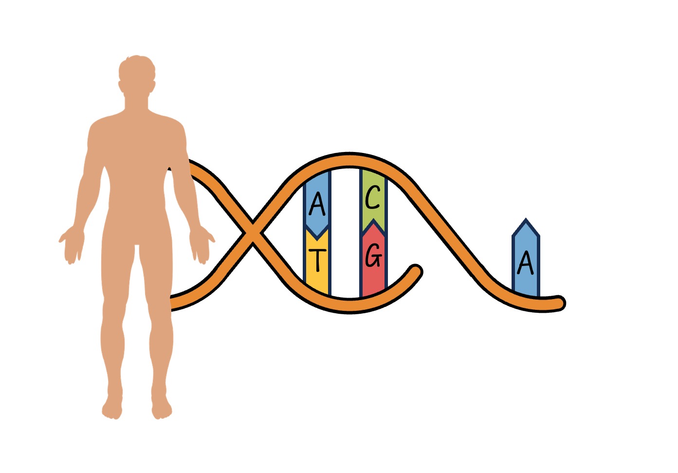 genome%20size2