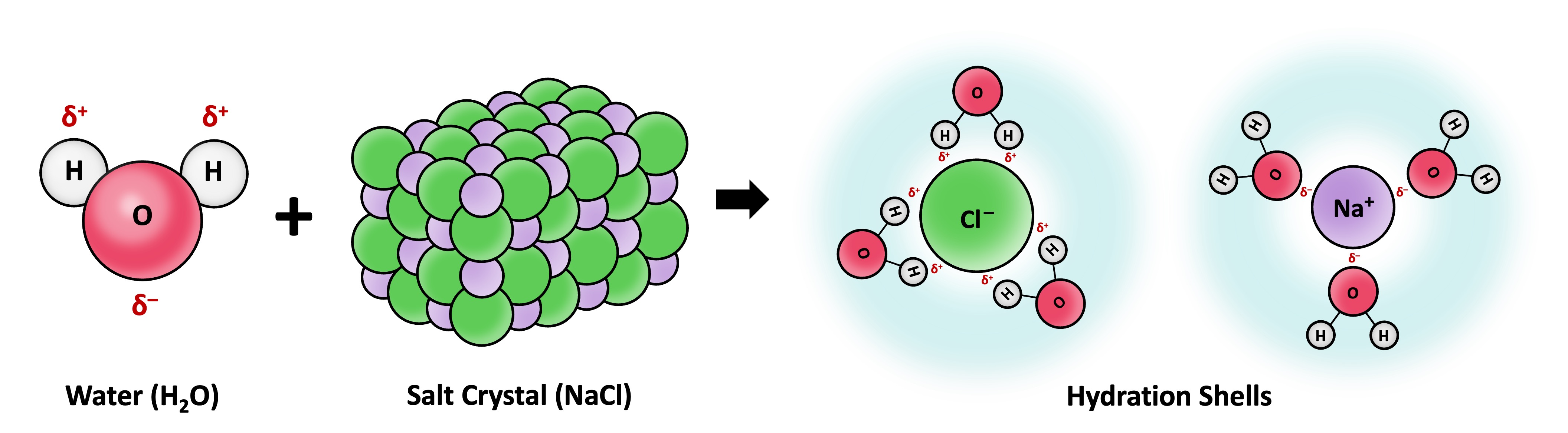 solvation