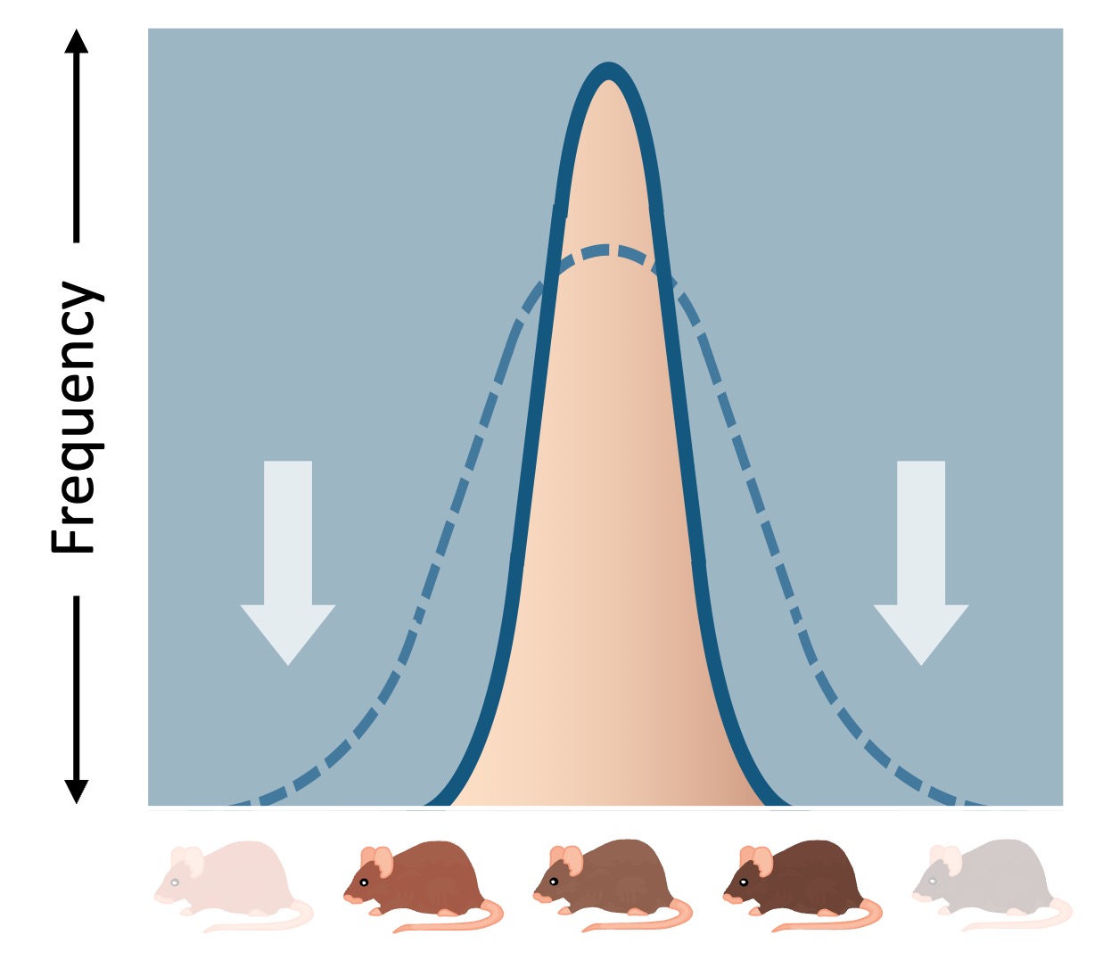 stabilising%20selection