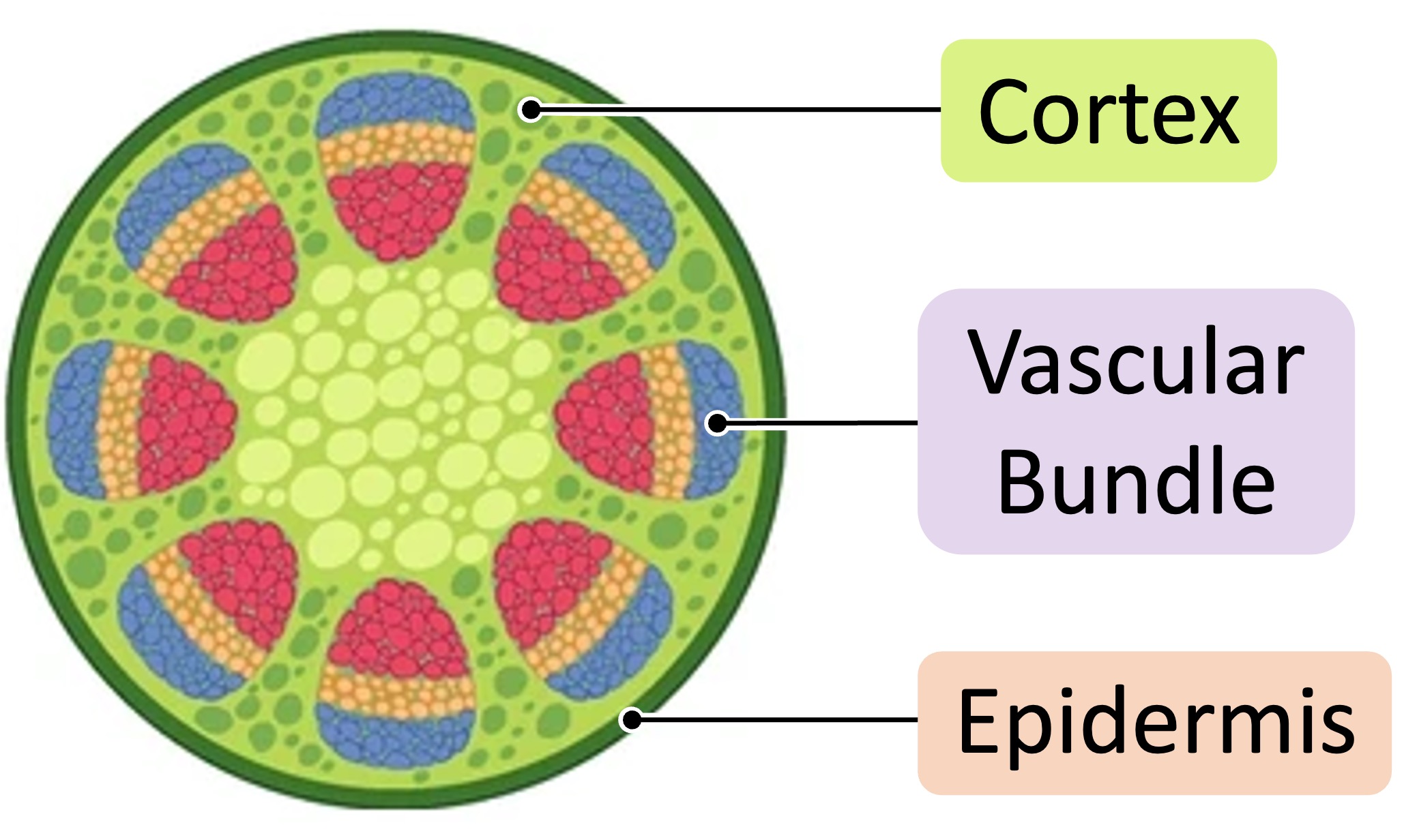 antibiotics%20mobile