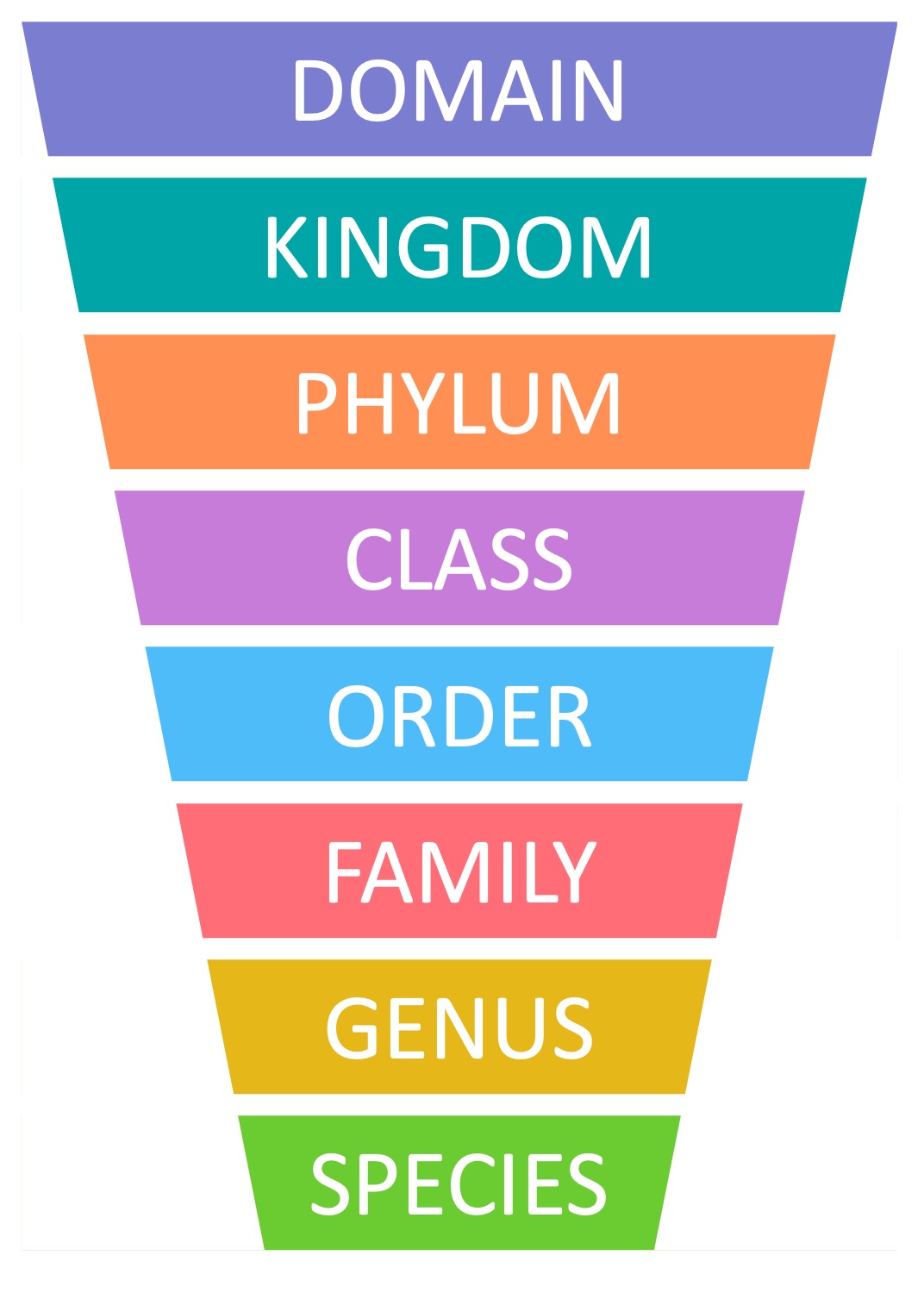 taxonomy
