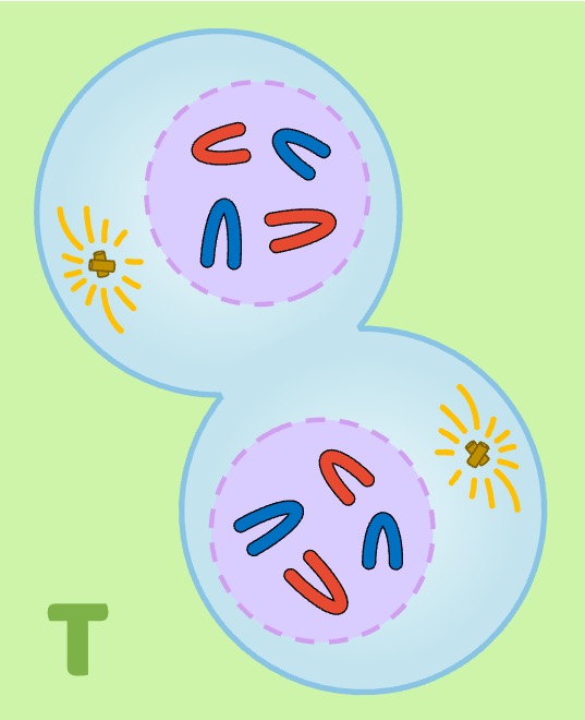 telophase