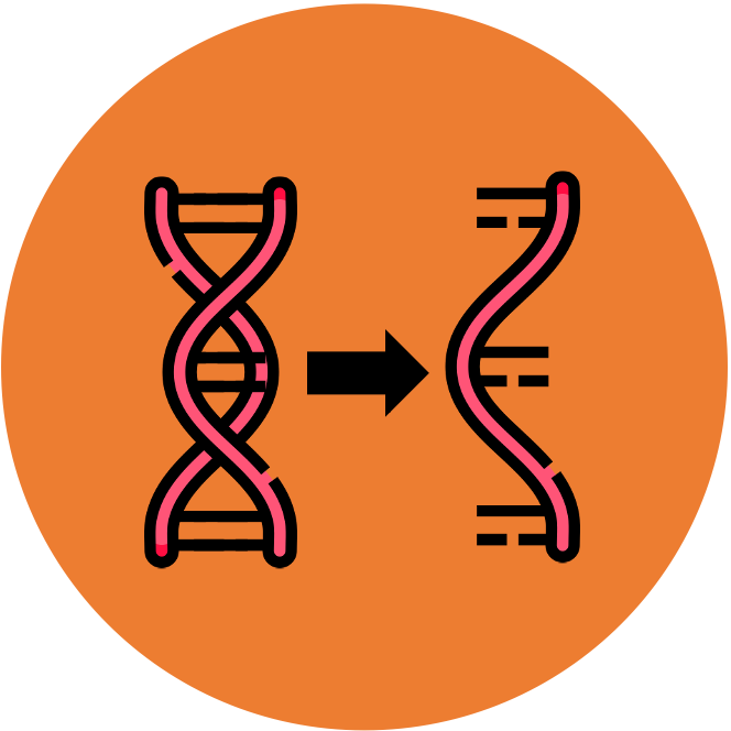 introduction%20to%20cells